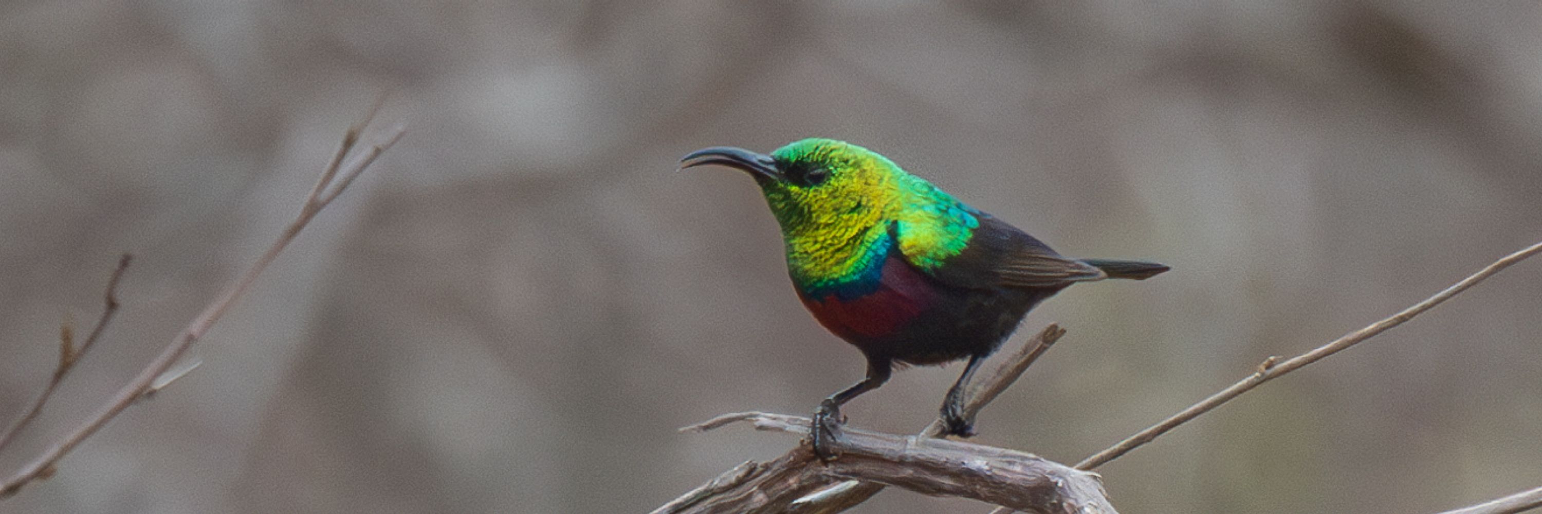 Autistic_Birder