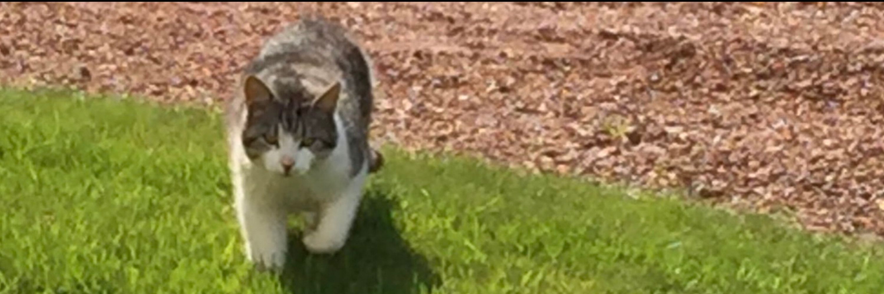 Wayne the Cat