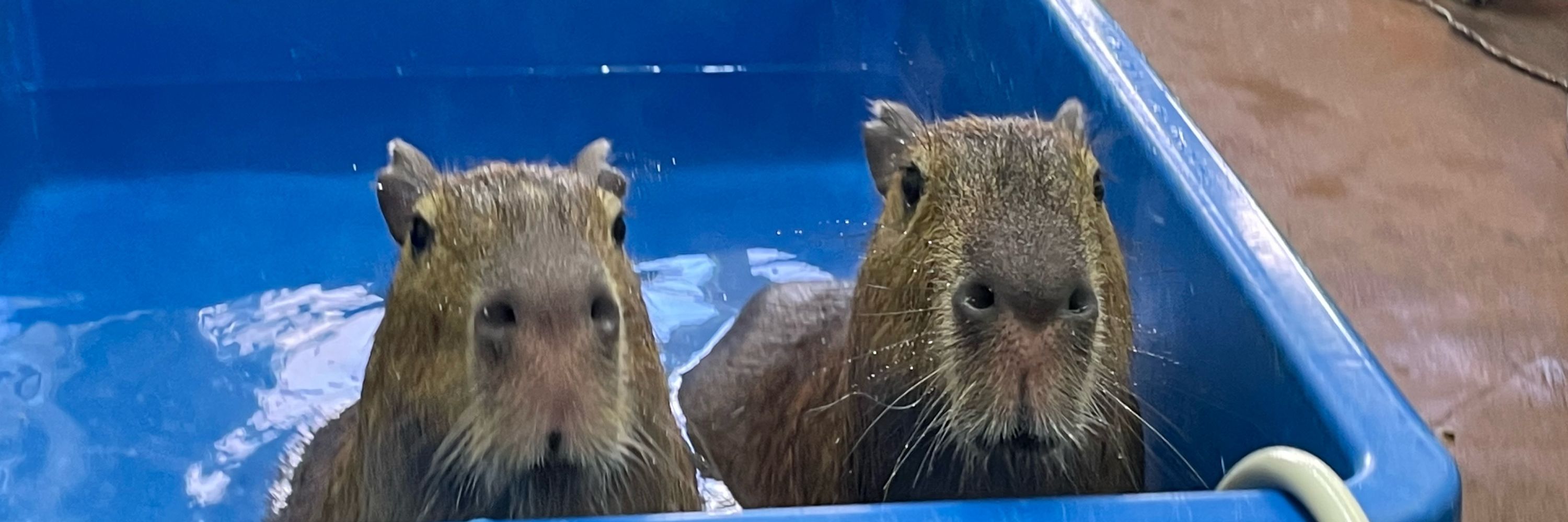 Capybara Land (Capybara Cafe & Petting Zoo) カピバランドPUIPUI