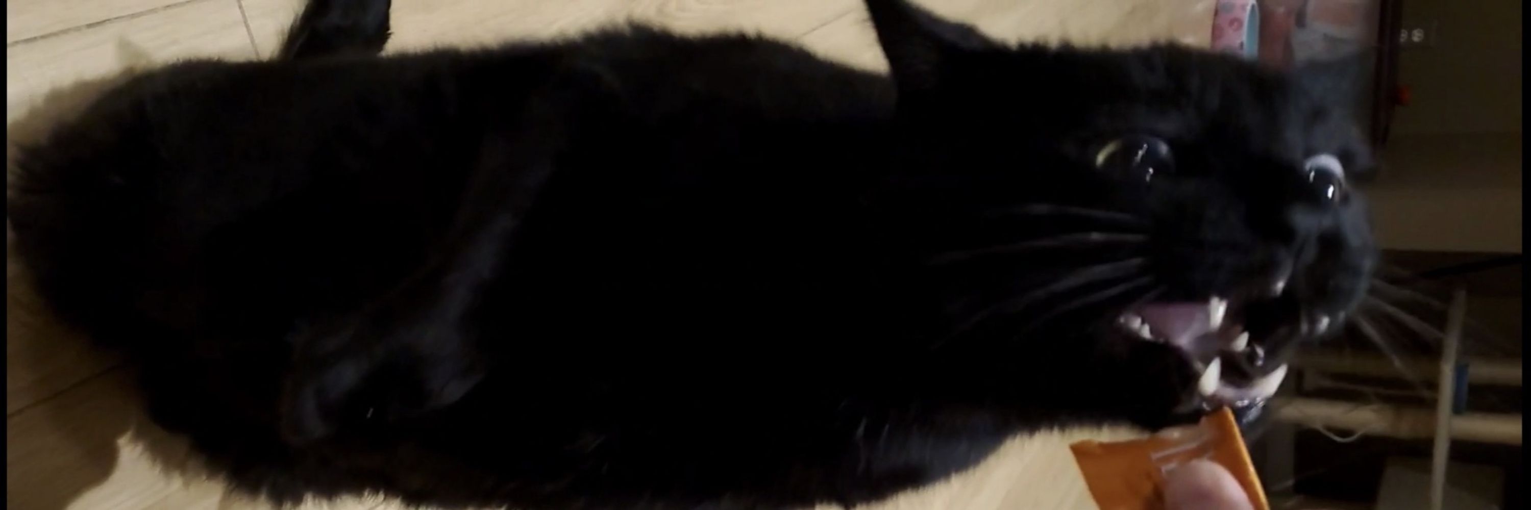 Elo (The Lumpy One)