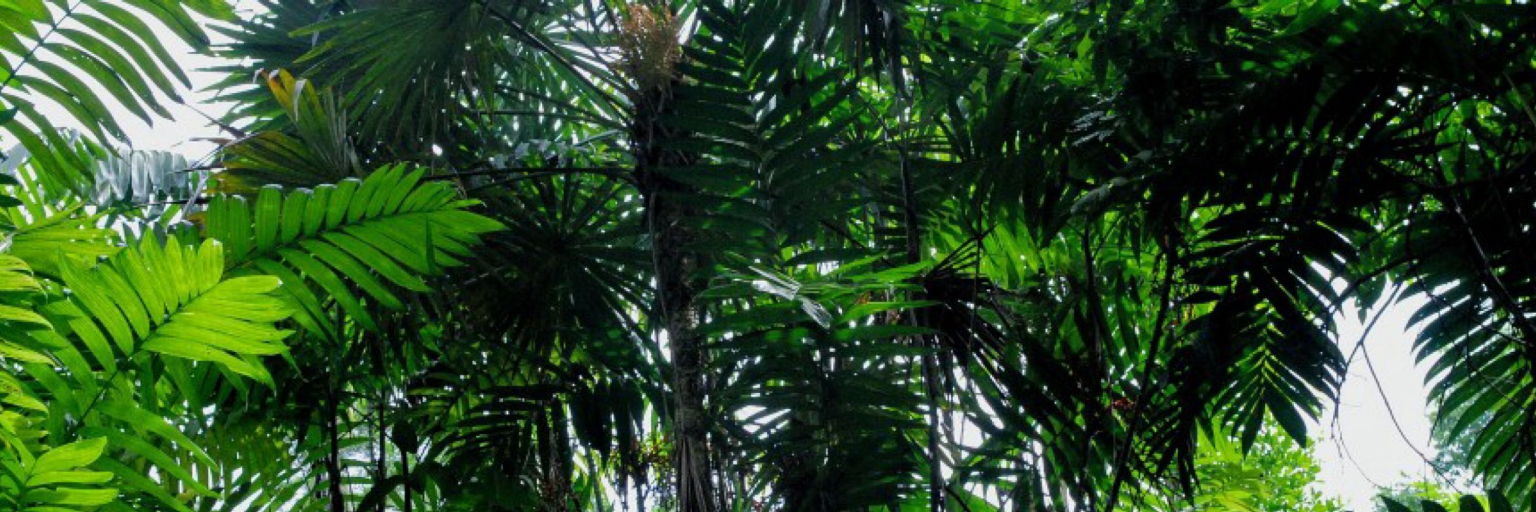 The Jungle One
