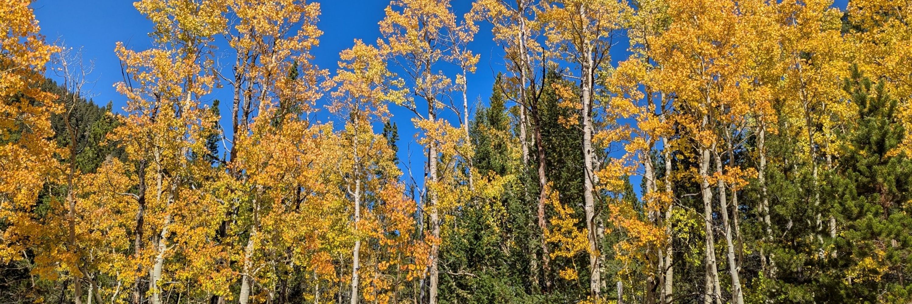 EN