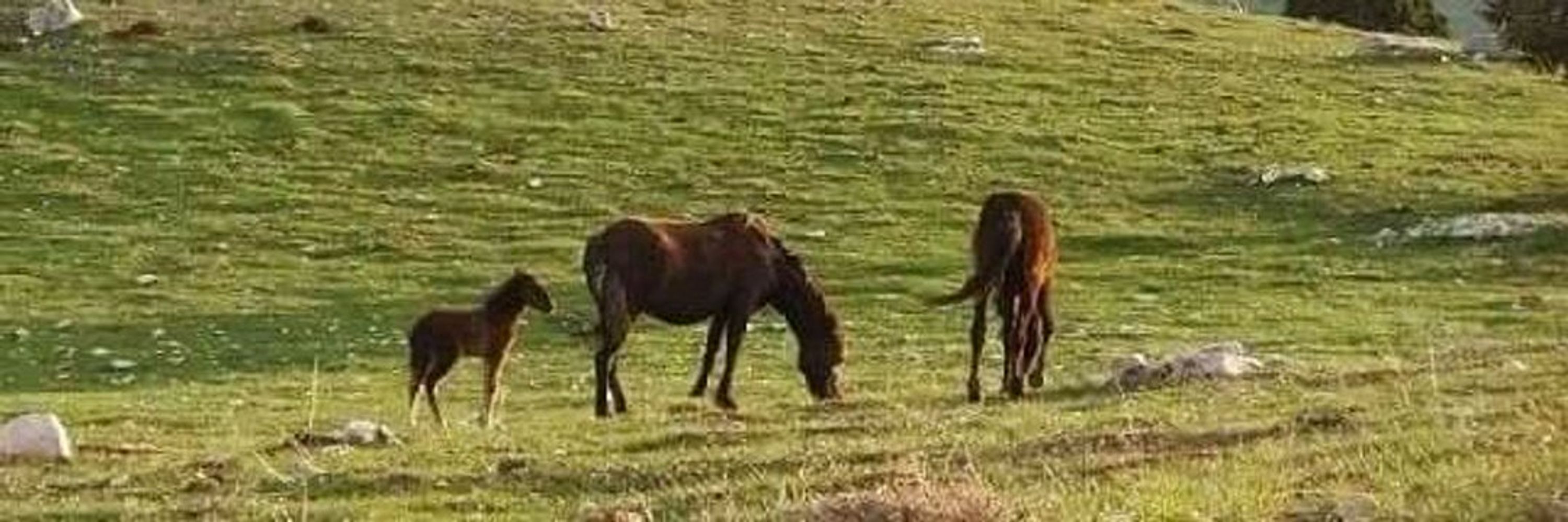 Av. Ali Rıza Şimşek