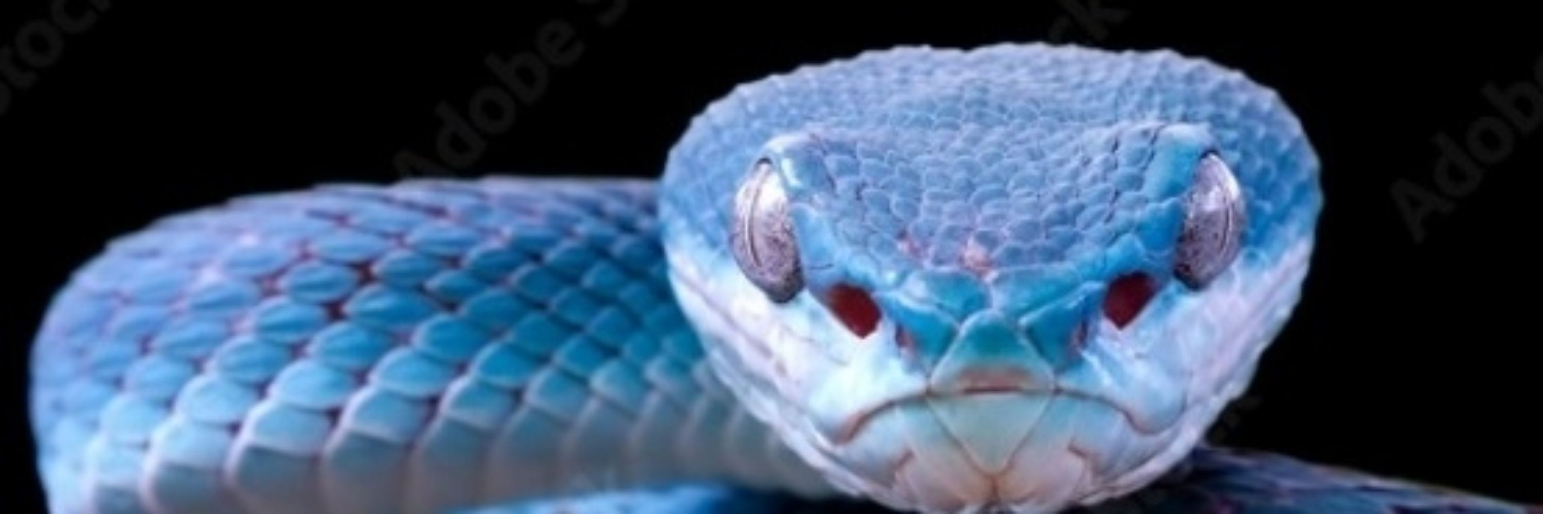 The Liberal Viper 