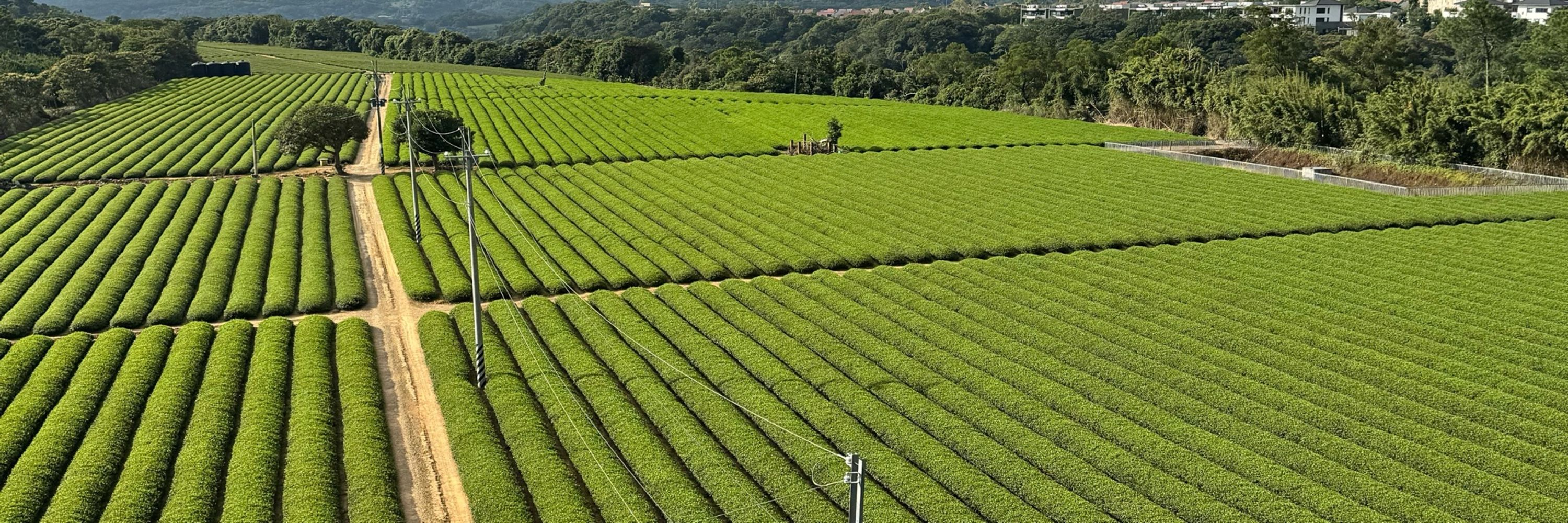塔達