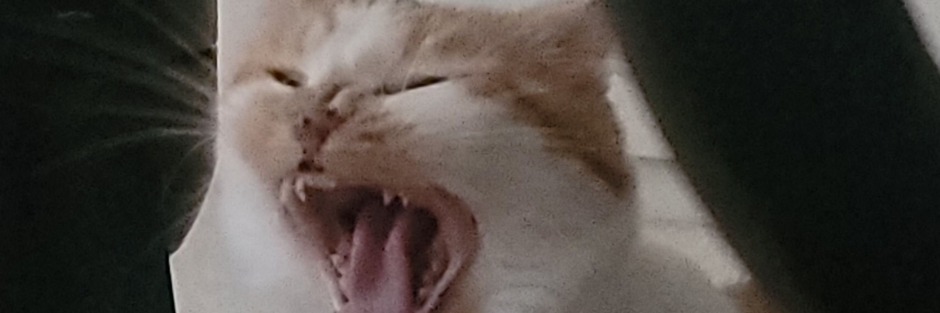 Bonko