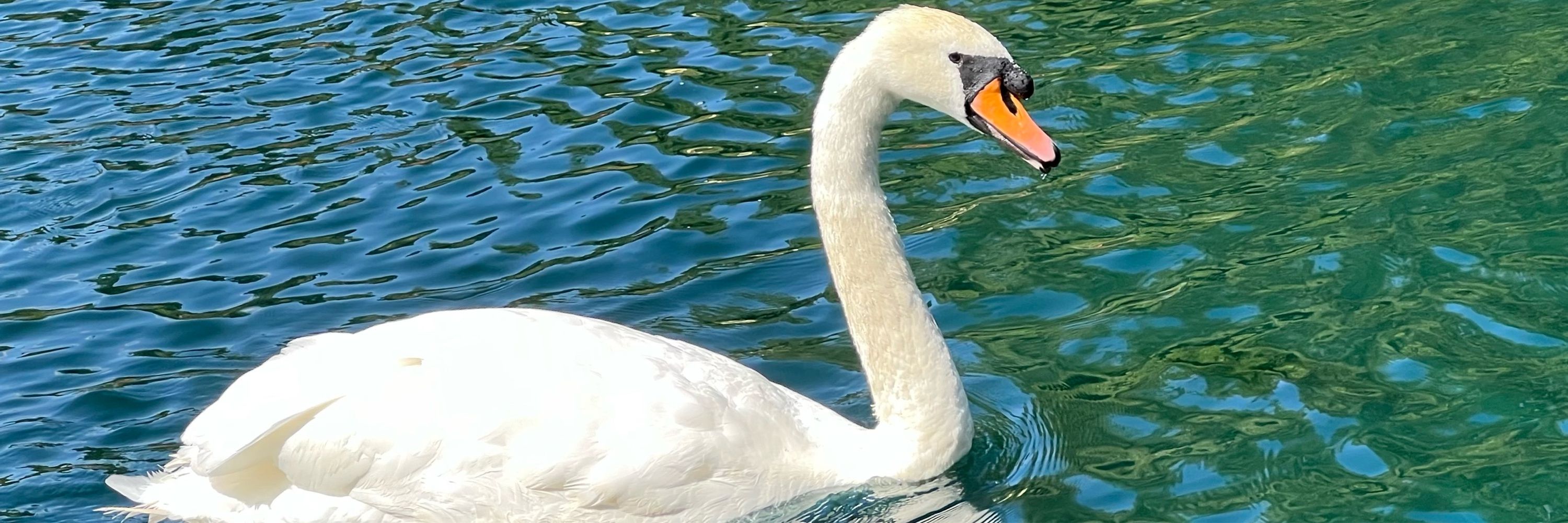 Stuart The Duck