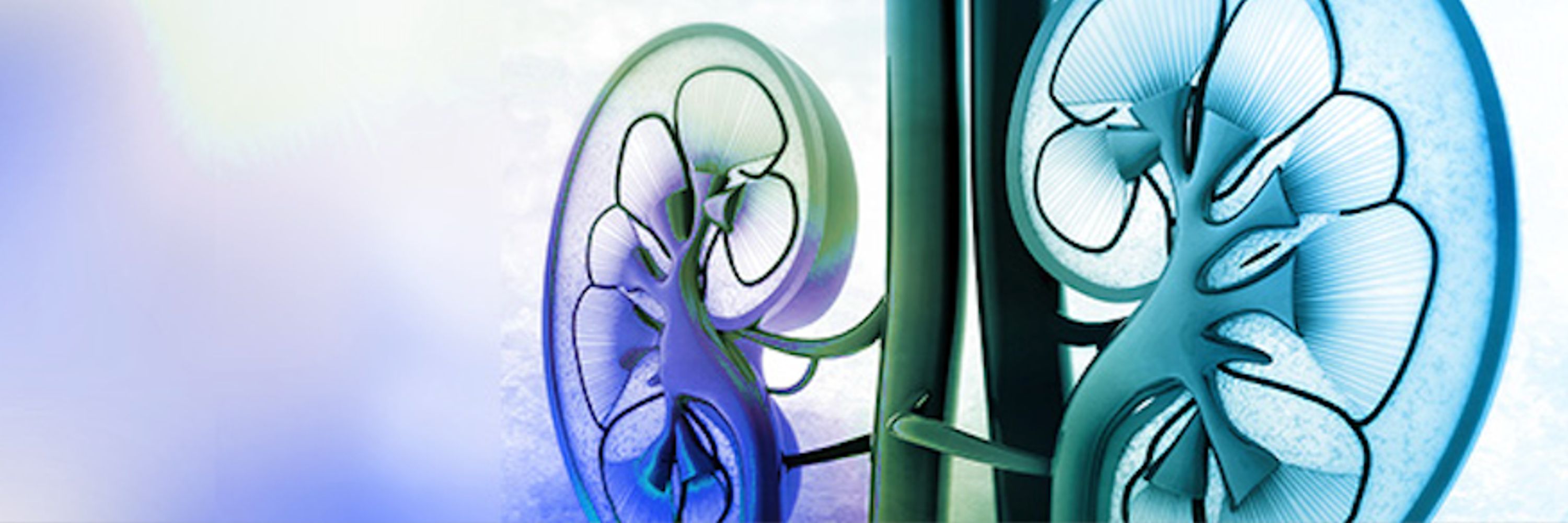 O'Brien Kidney Resource Alliance (OKRA)