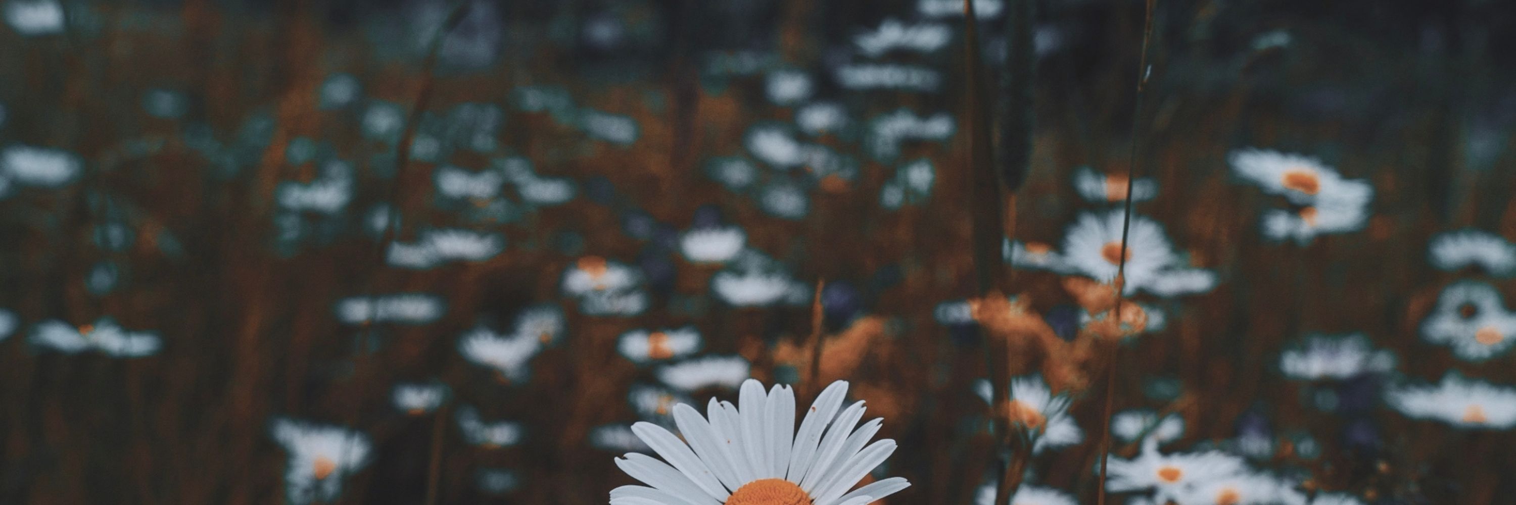 Foresttter