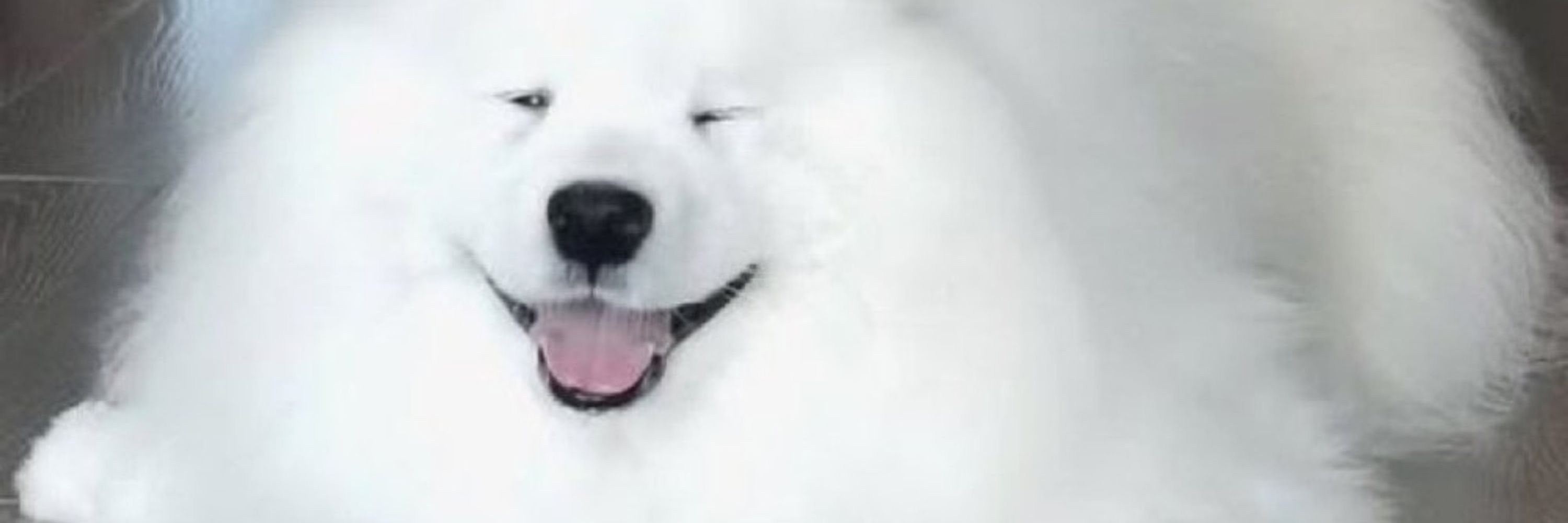 HappyDawg
