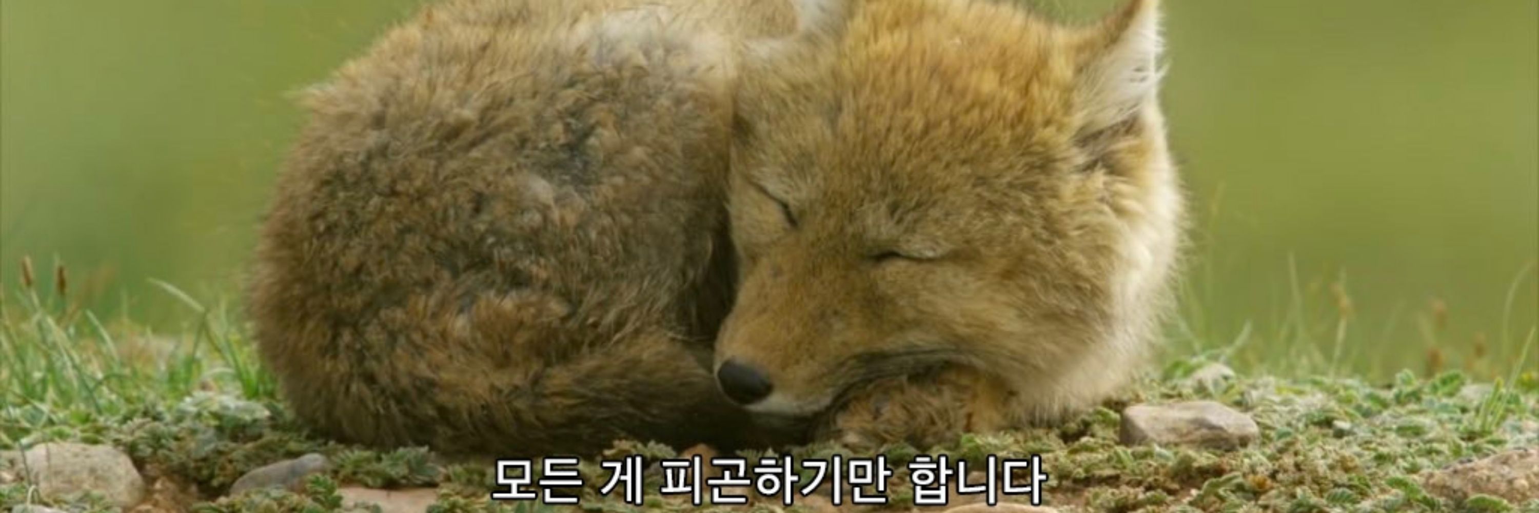 네에로