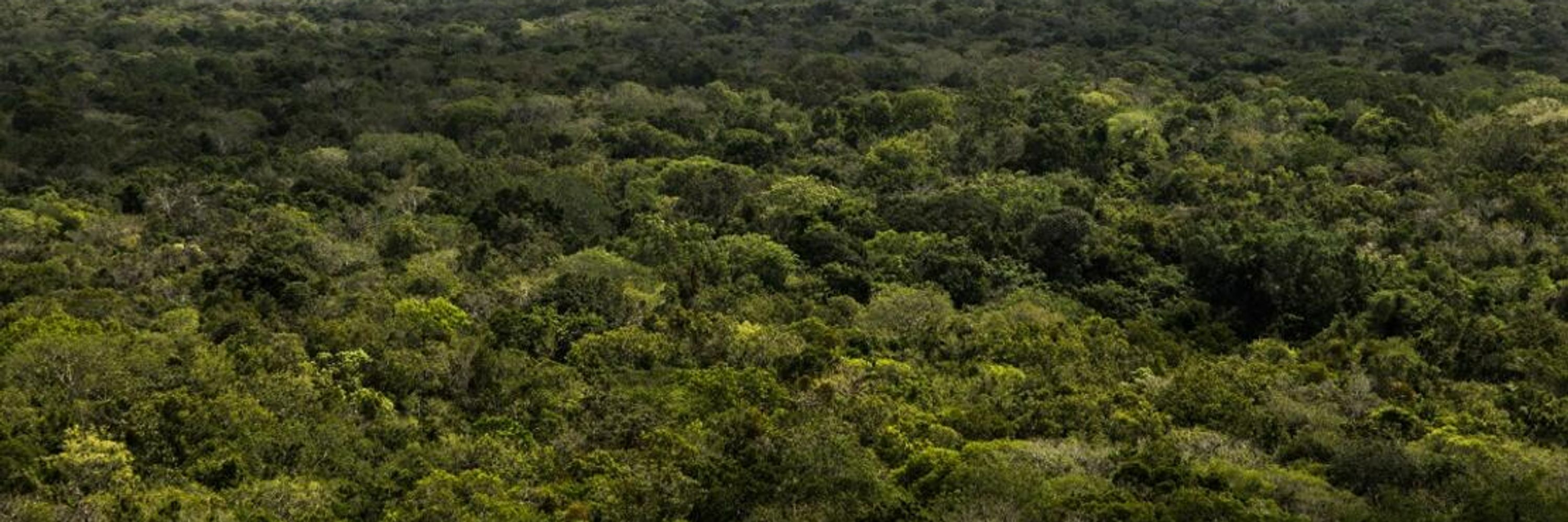 IUCN Forest and Grasslands Team