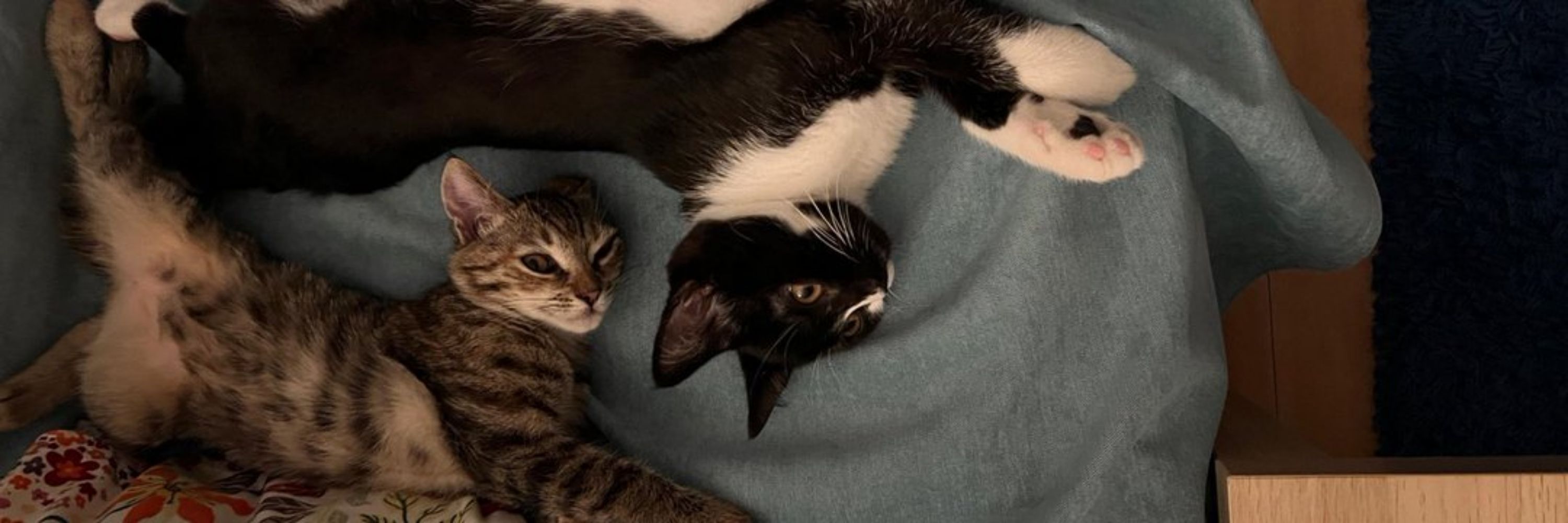 Forest and Marvin
