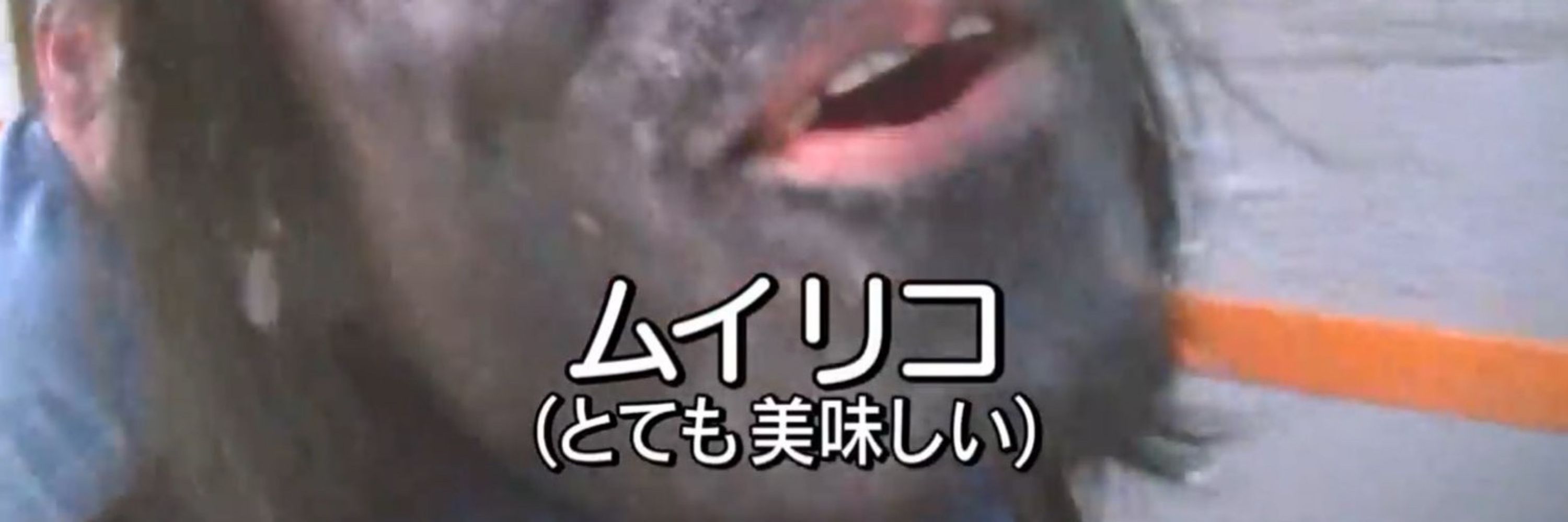 元気なおさかな