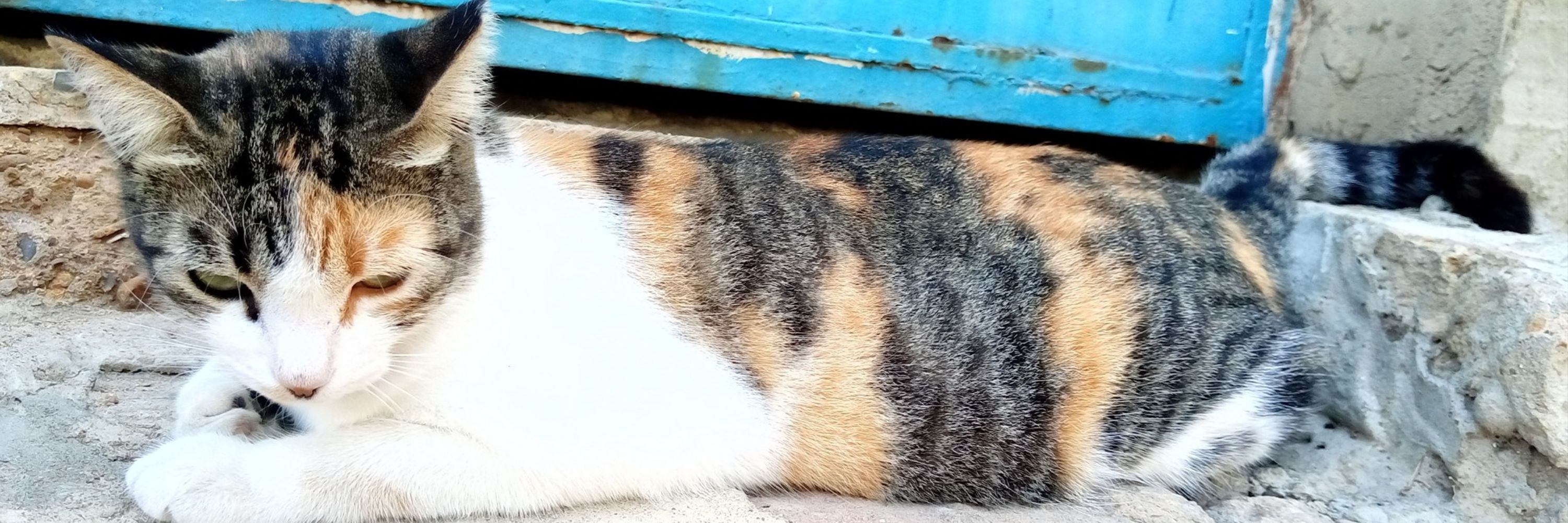 IlusTiger