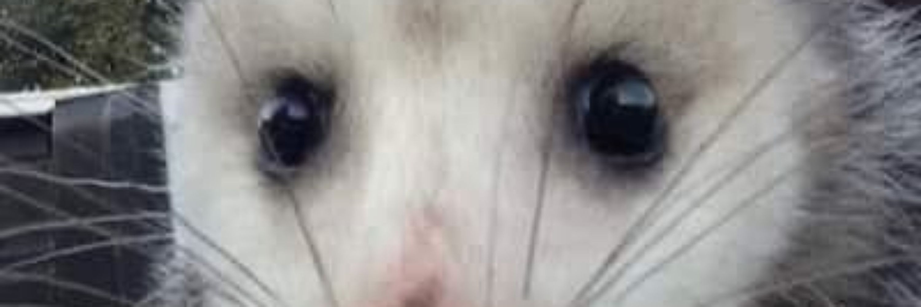 elliot