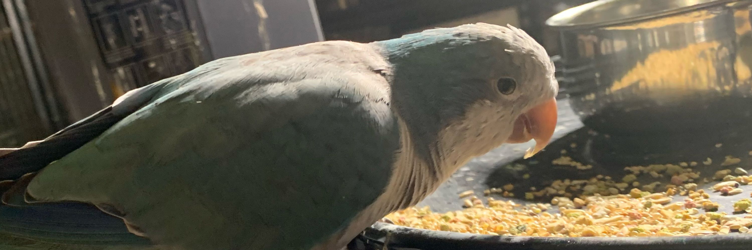 Sturnus plebeian (they/them)