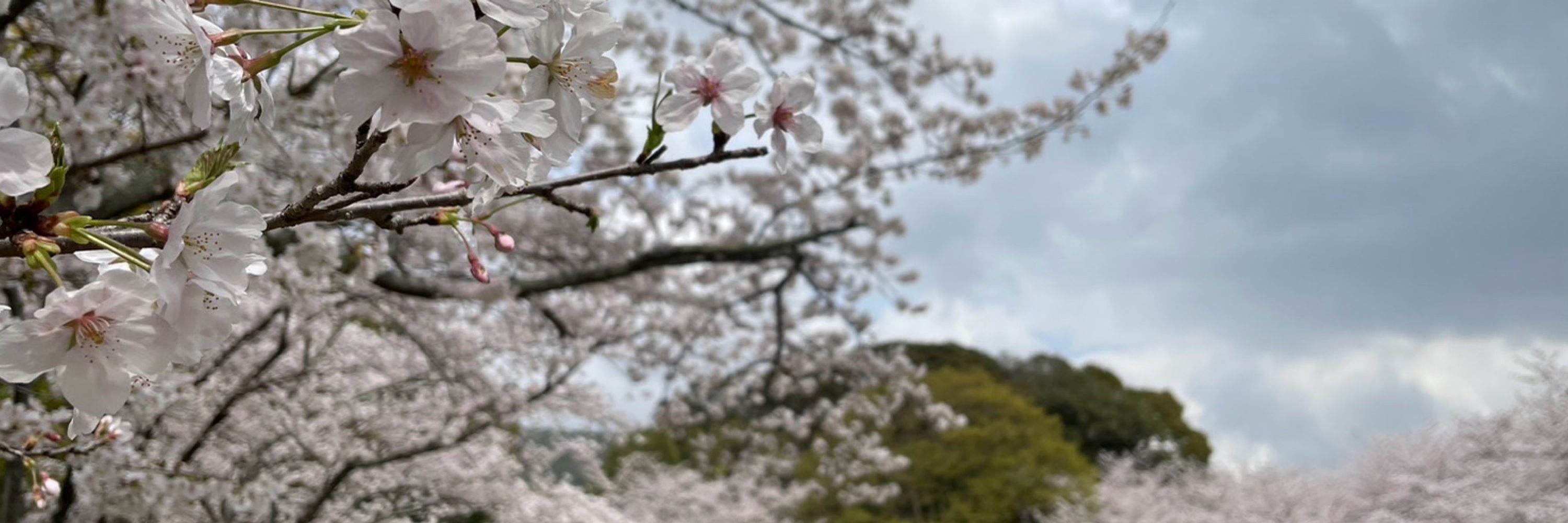 遠野透明