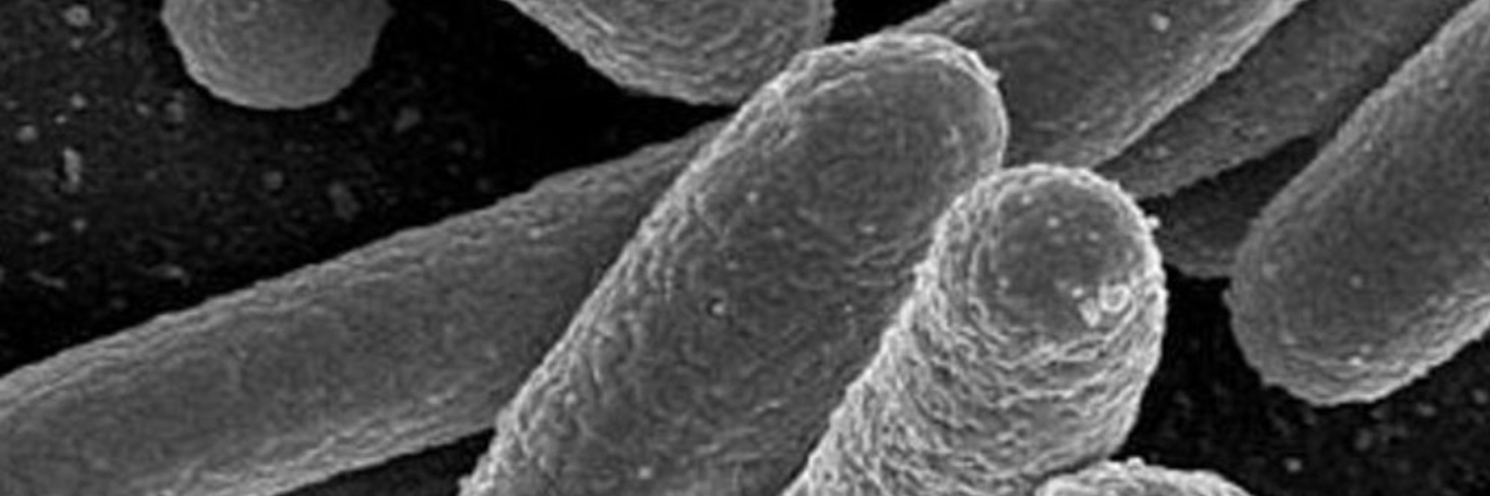 AntiMicroBio