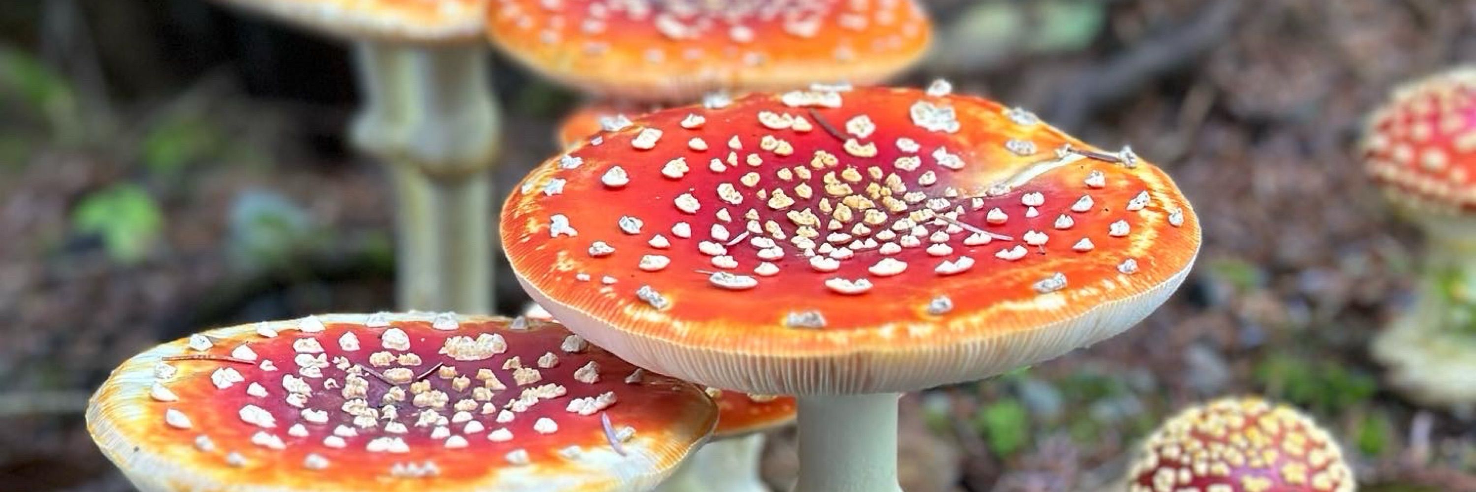 Just a mushroom