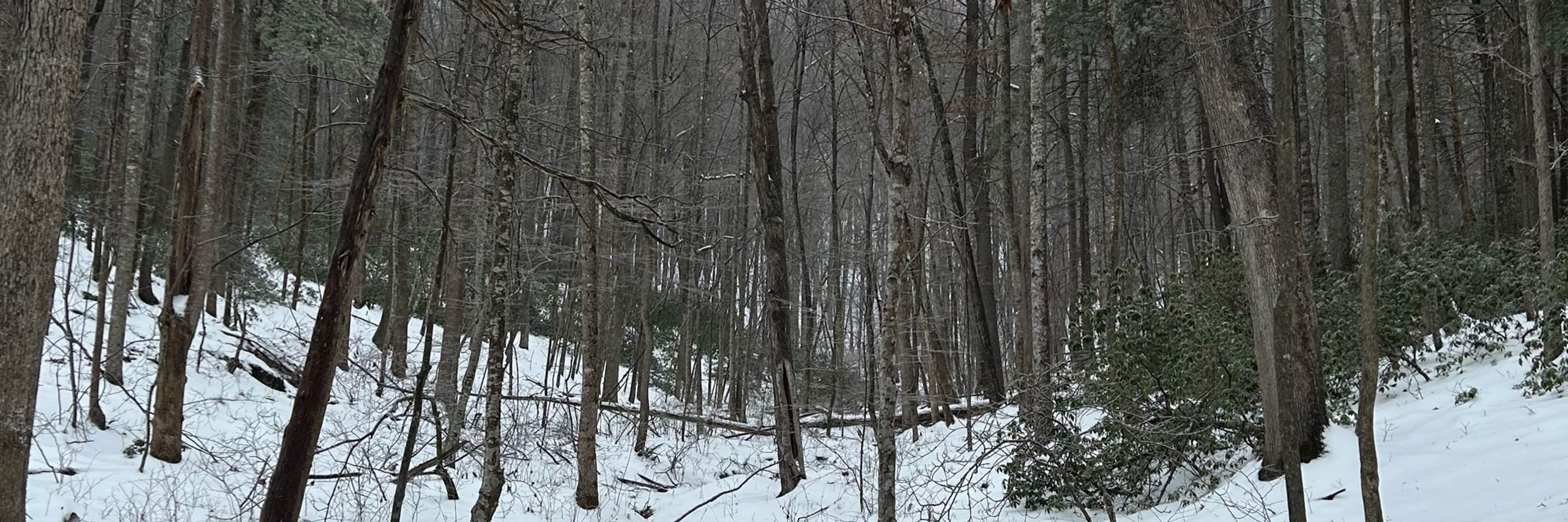 The 500-Year Forest Foundation