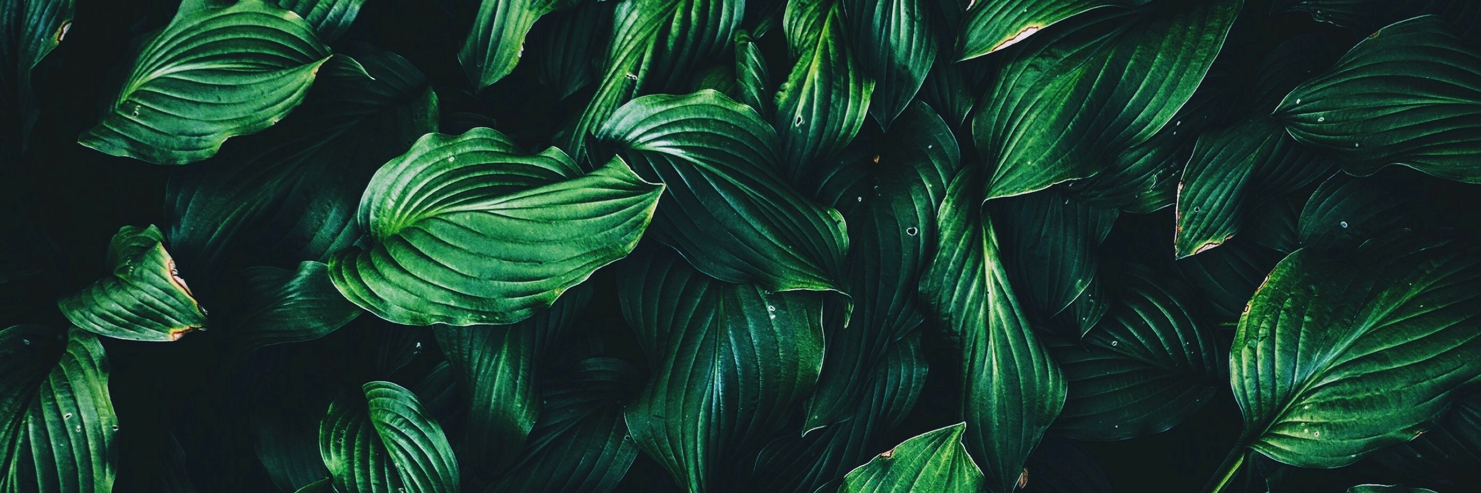 Sami 🌿