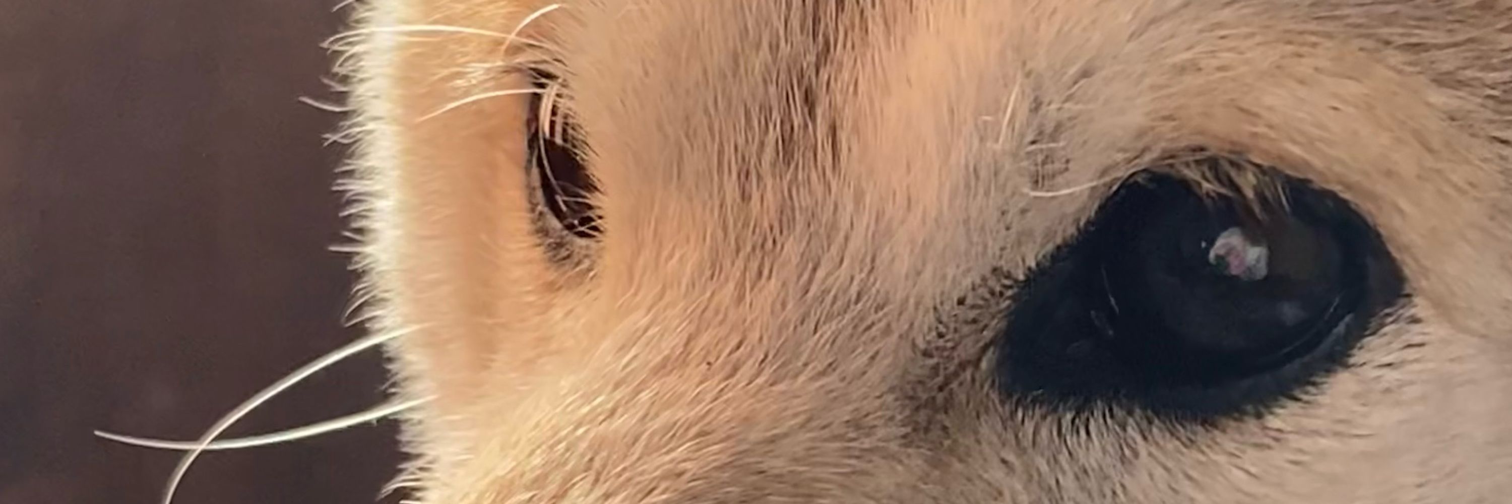 Love Shiba