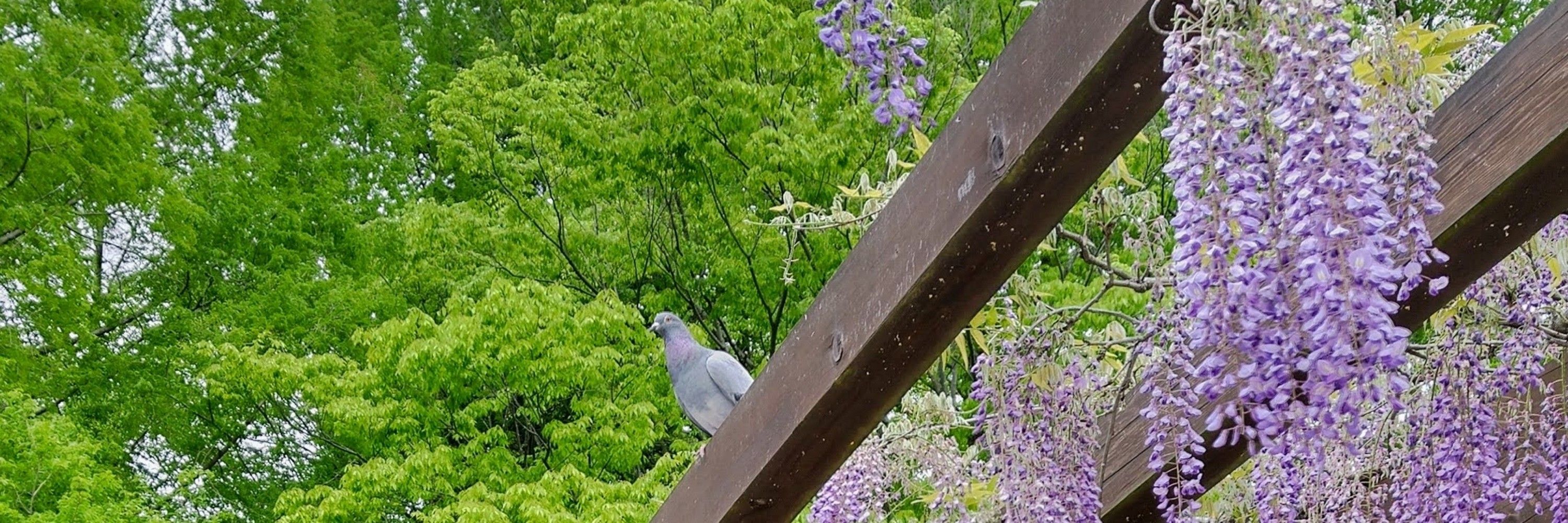 たかの