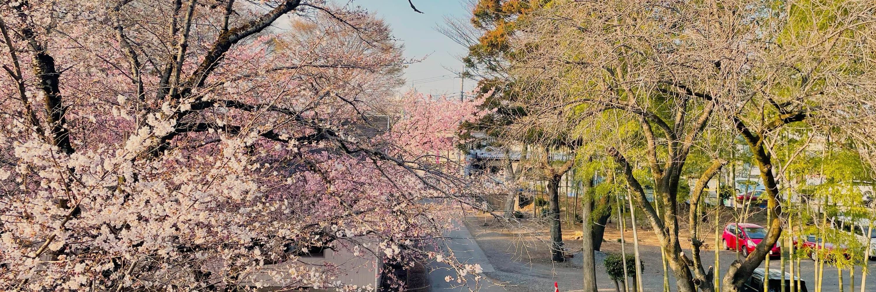 土着の藻