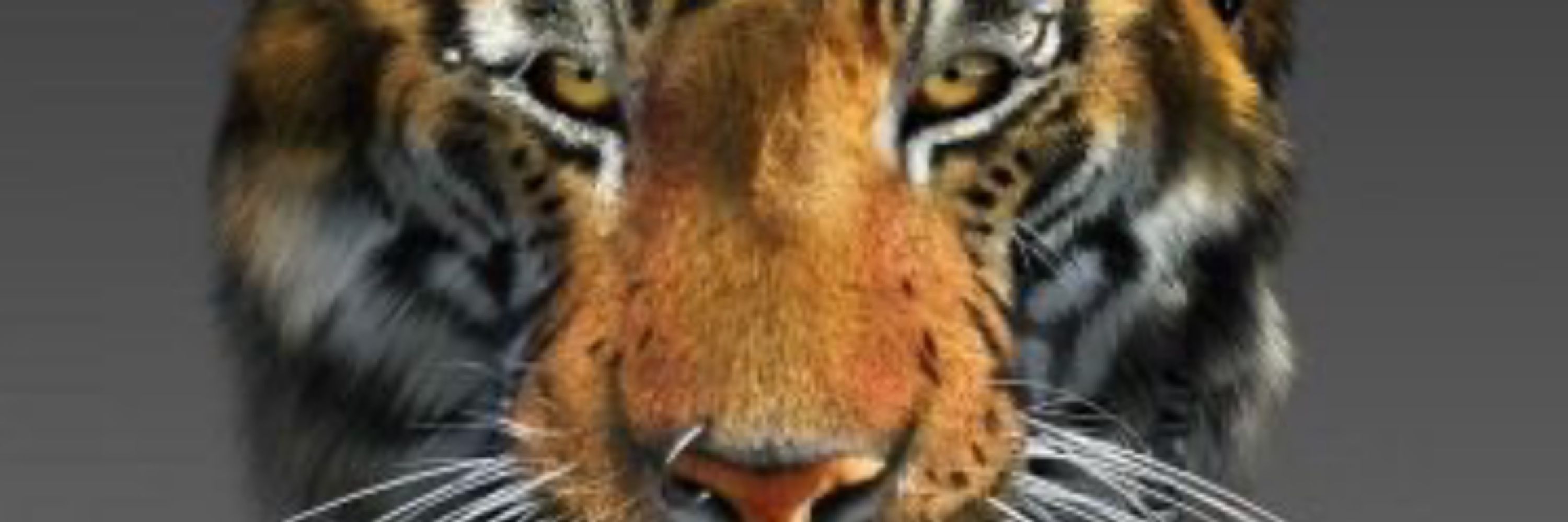 thetigerking.bsky.social