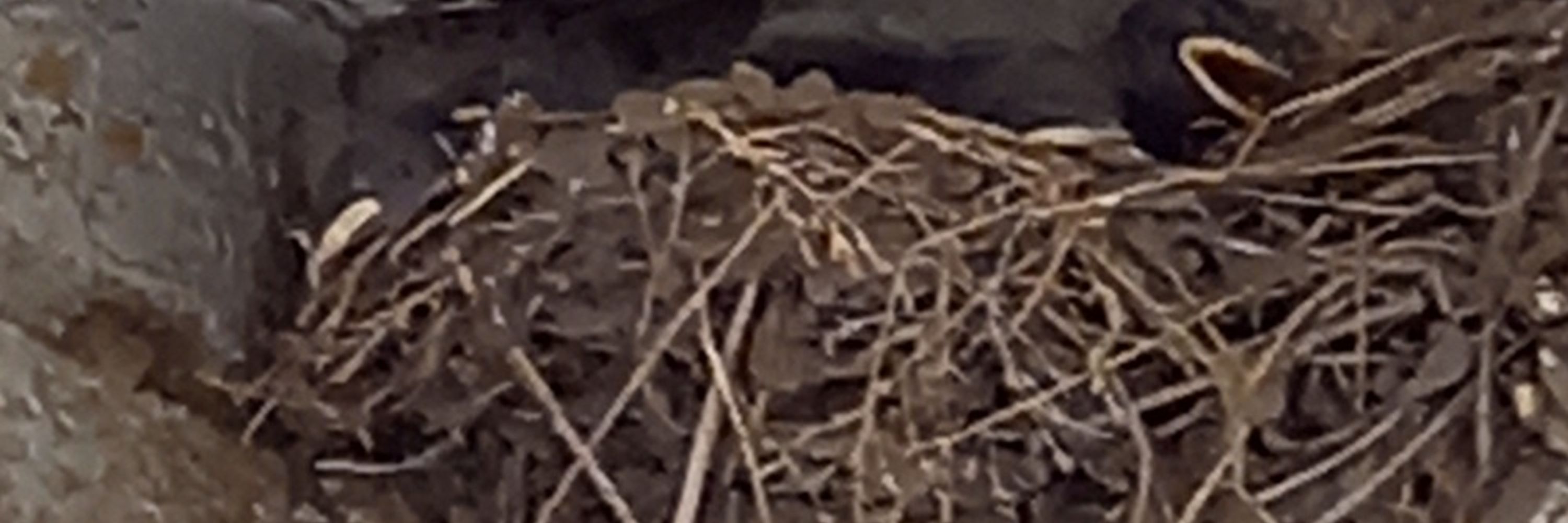 たかれん