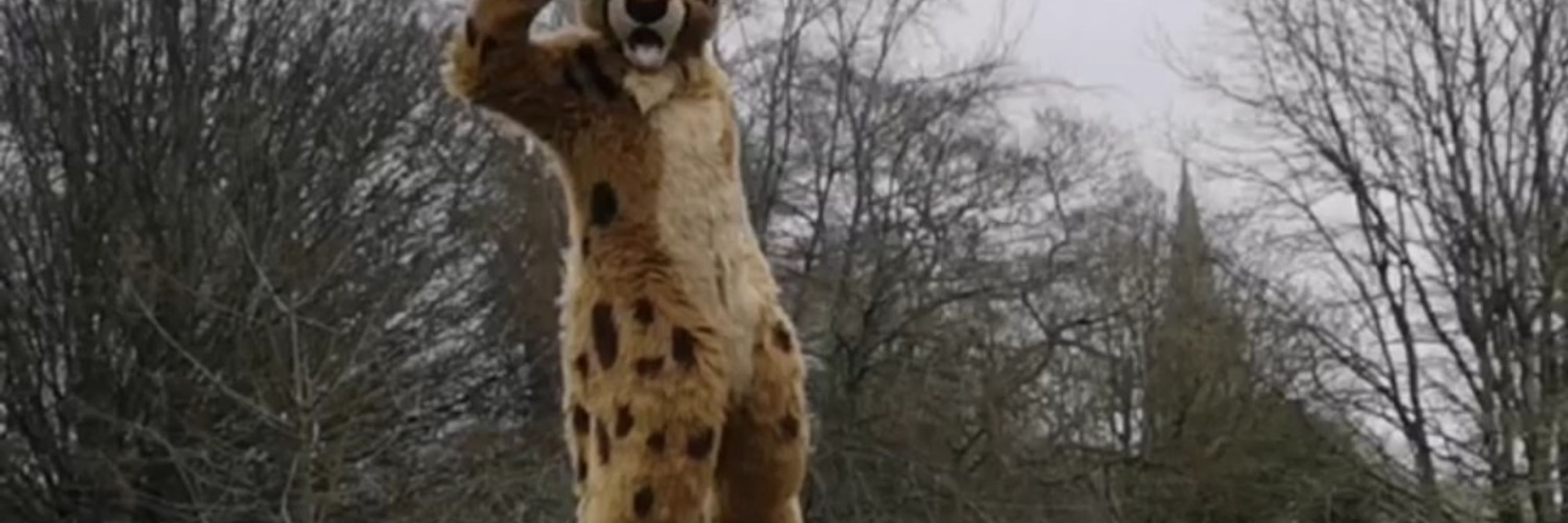 SancaCheetah