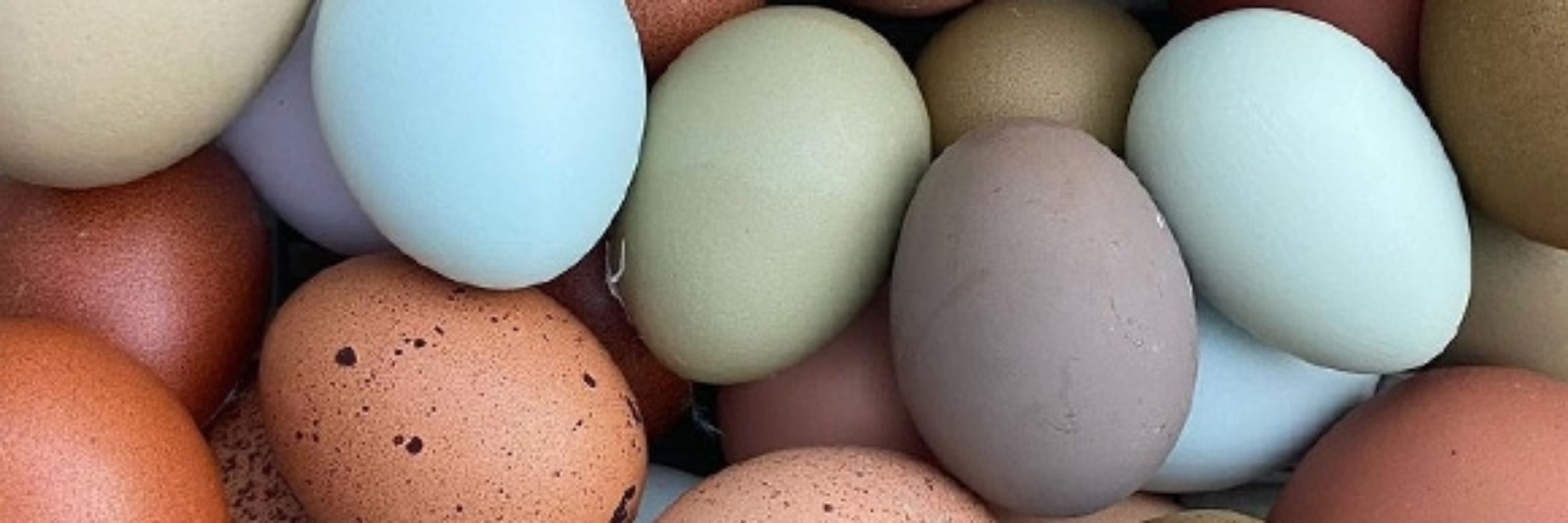 Good Egg