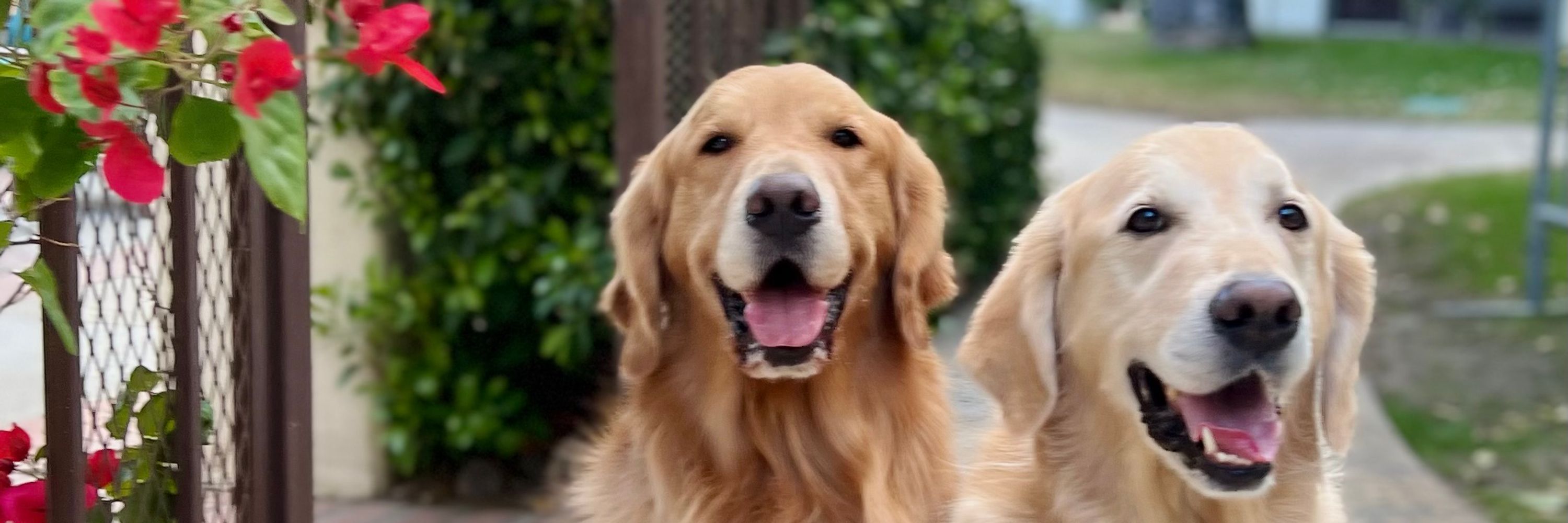 Golden Woofs