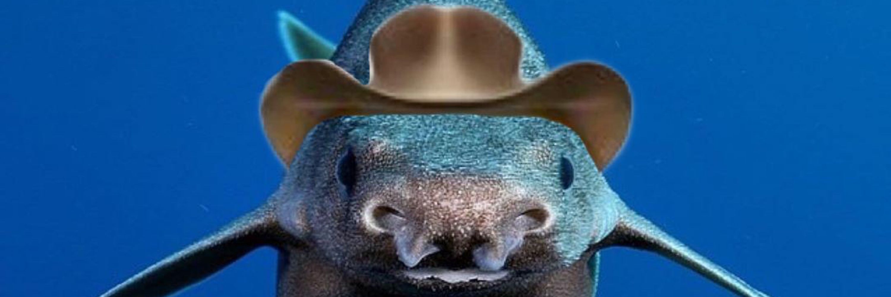 TimidShark