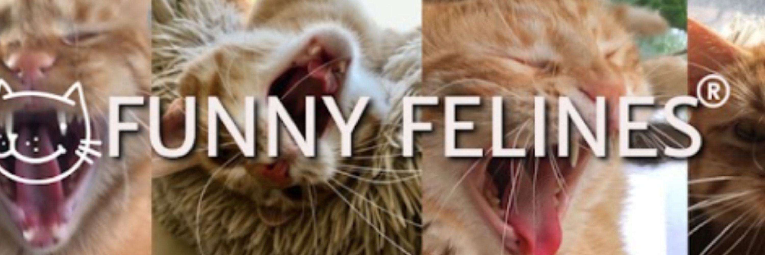 Cats Doing Funny Cat Things 