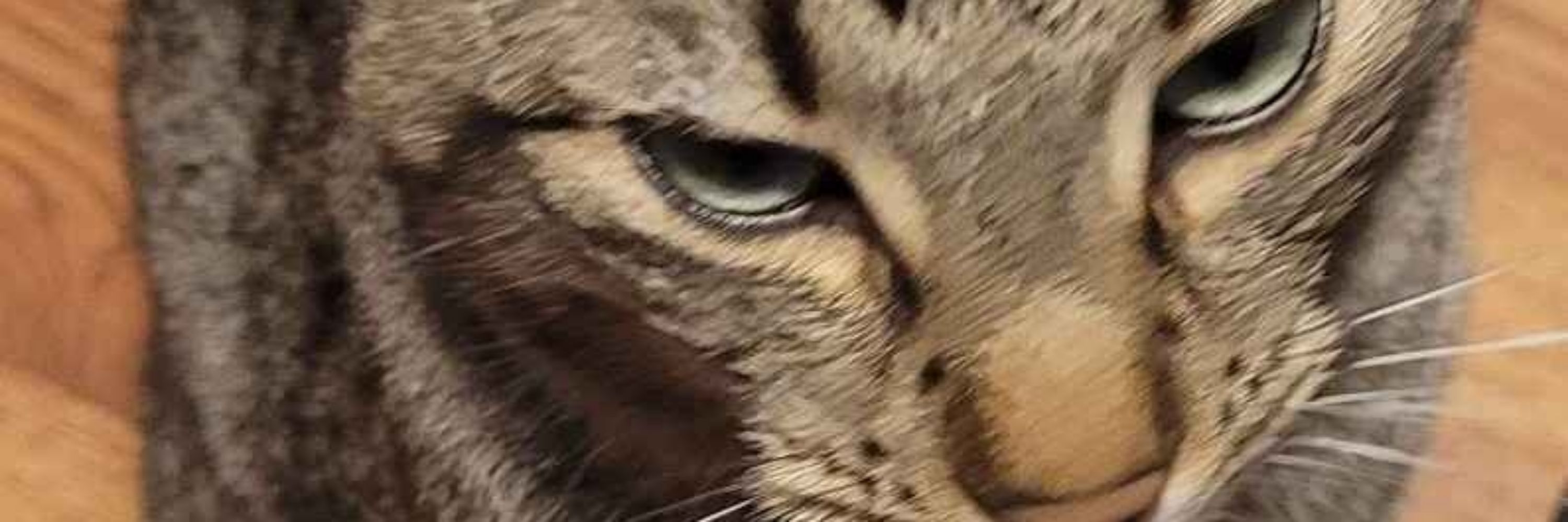 Ariiiiiiii! ✨️🐈