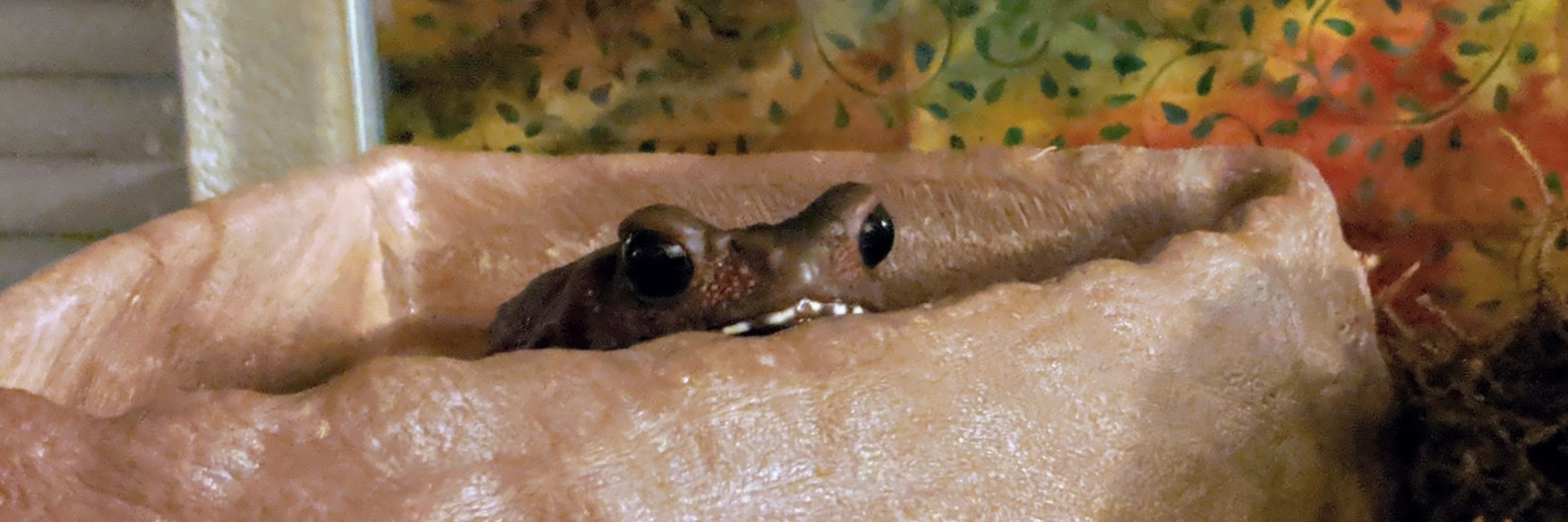Monty the Toad