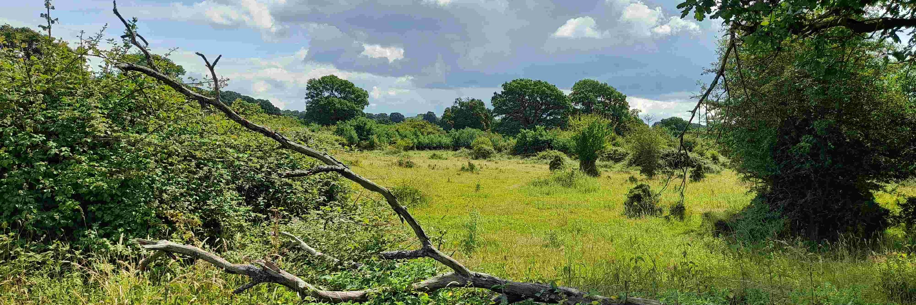 Leverhulme Centre for Anthropocene Biodiversity