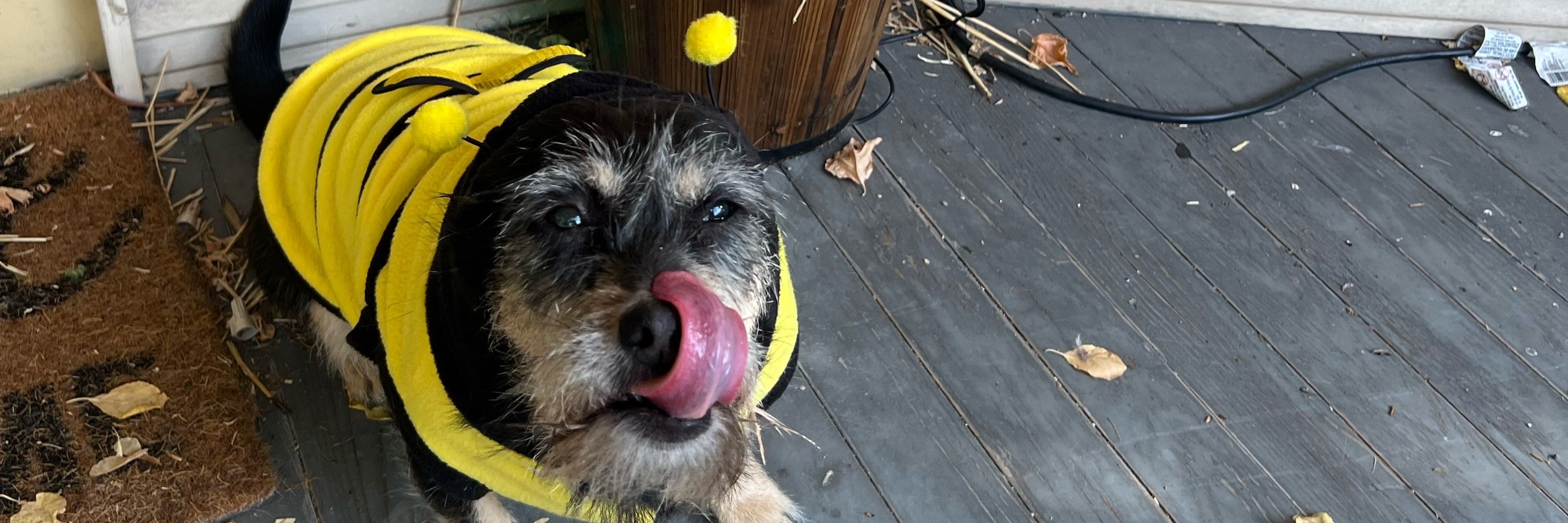 Bee Ham