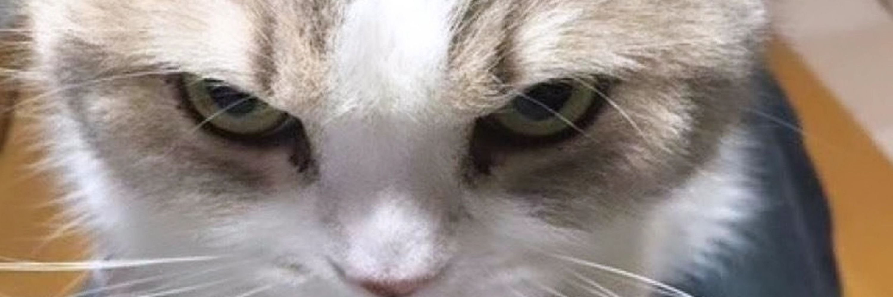 Gus
