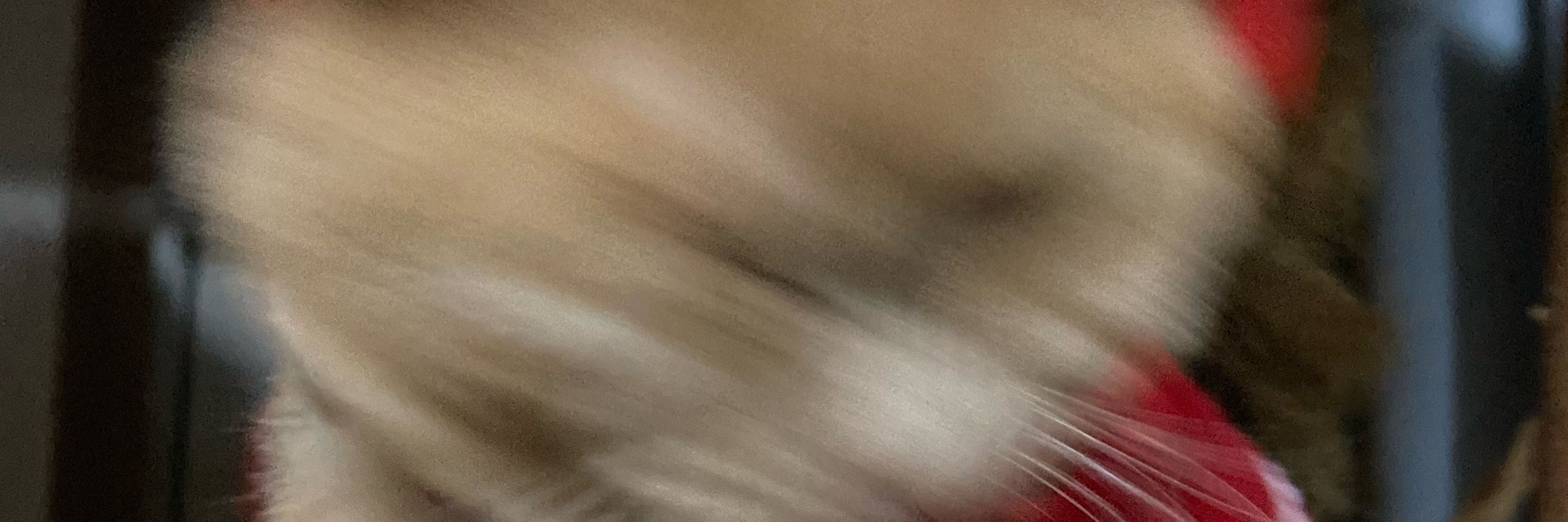 猫型あむあむ