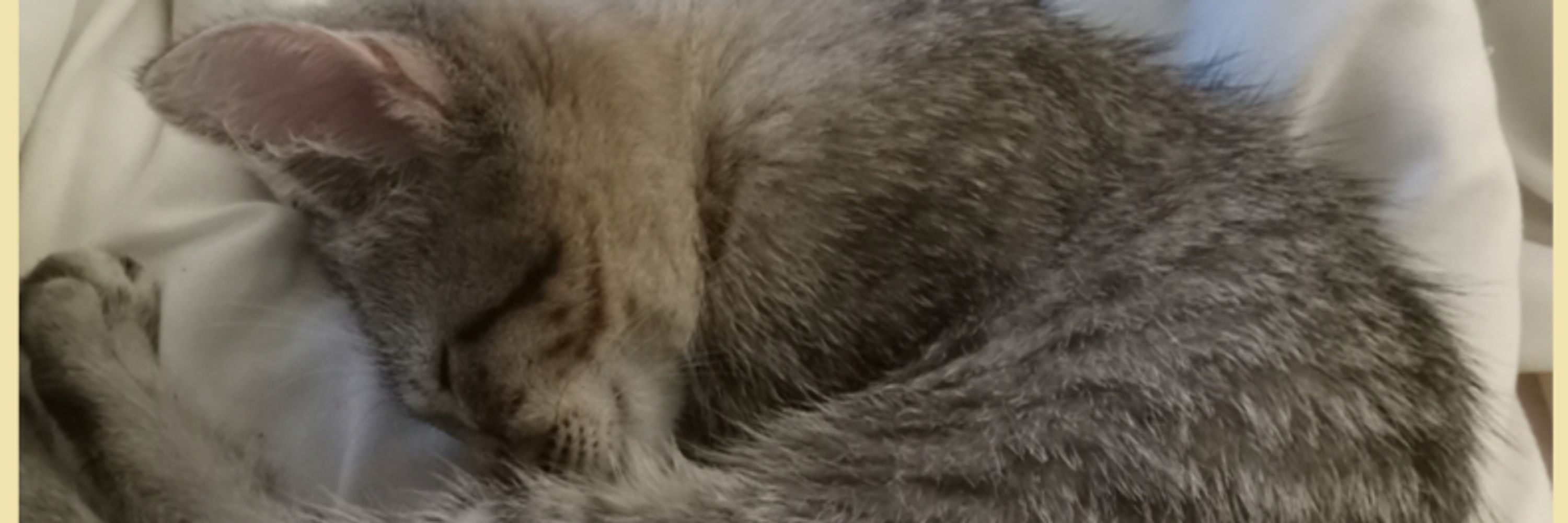 Mama Cat