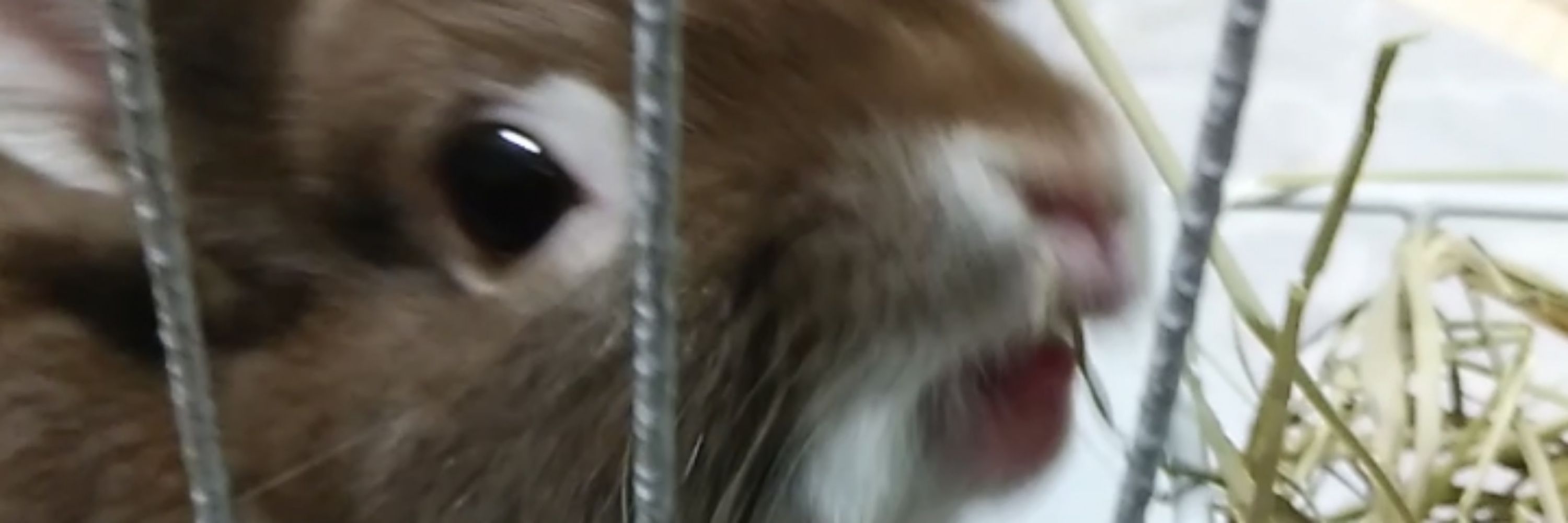 うさぎのきび