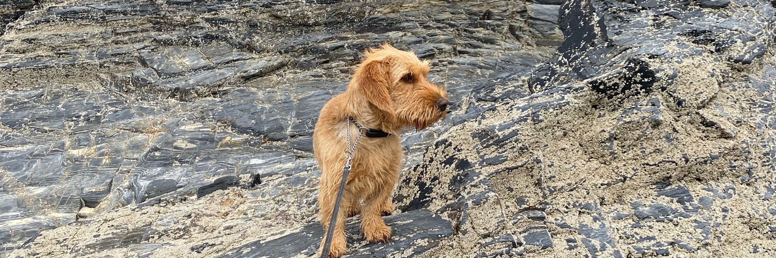 Marja