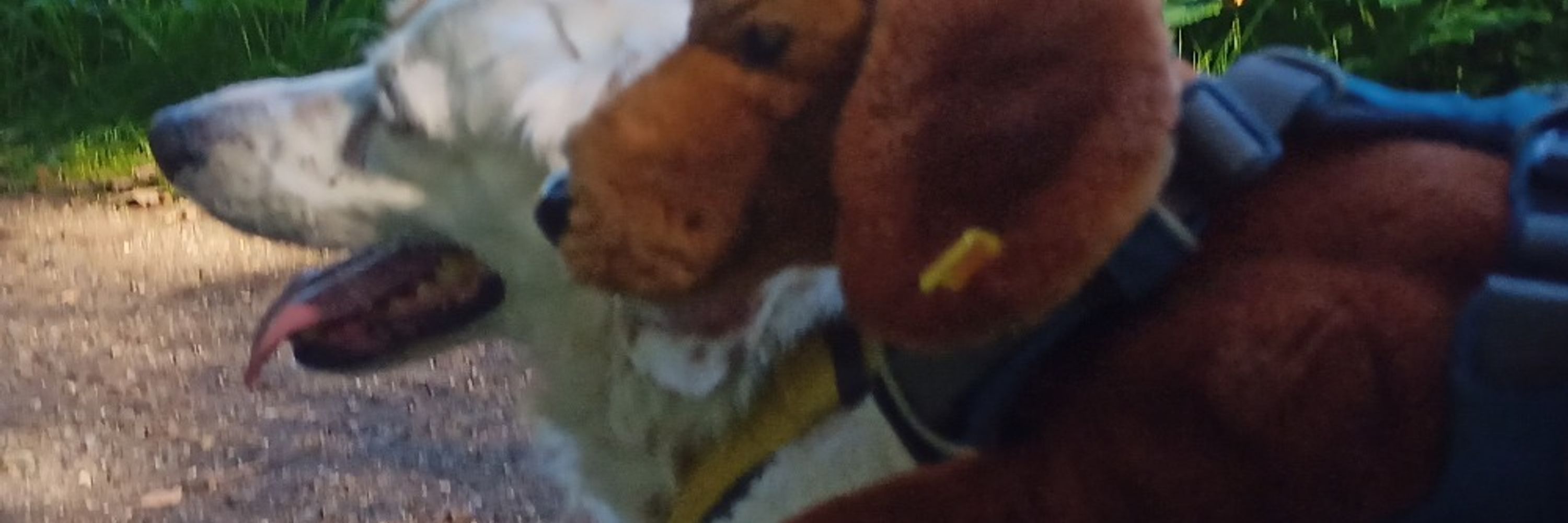 Ruppi-Struppi