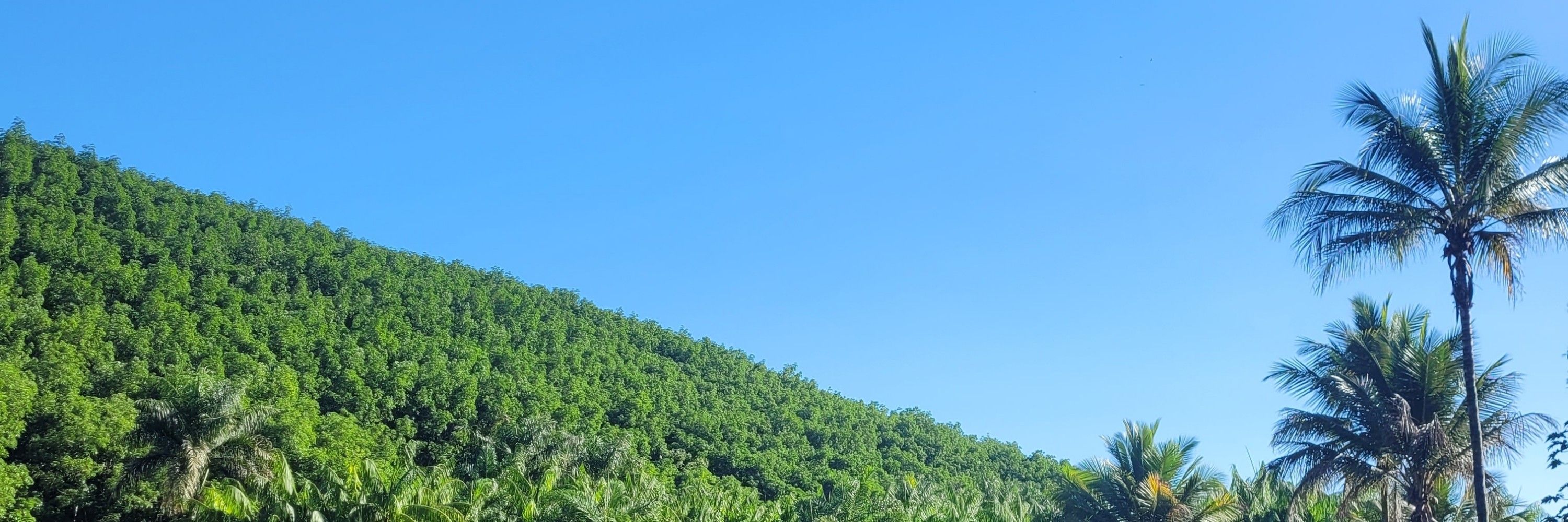 Rê 