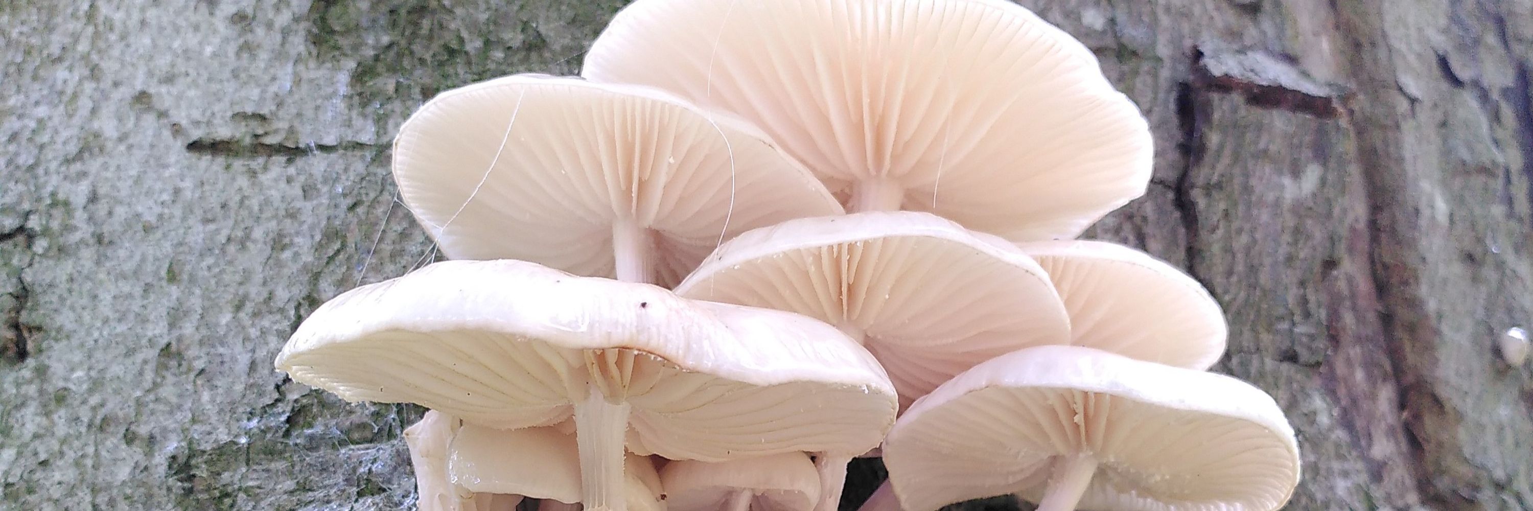 The Irish Fungal Society