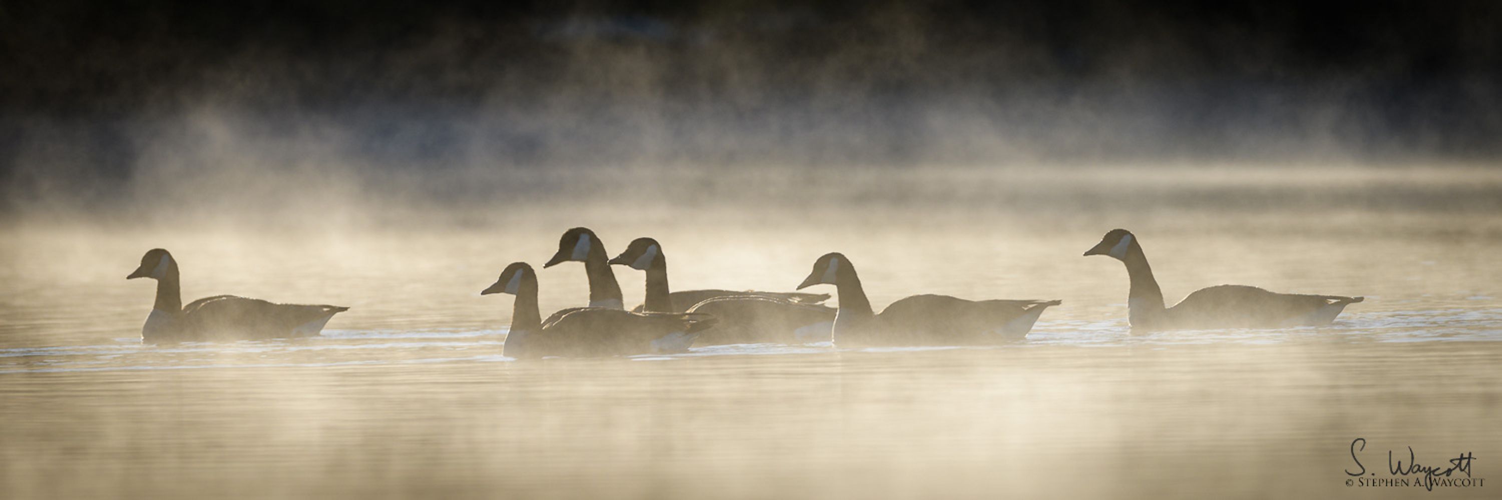 Steve Waycott Wildlife Photography 🍁