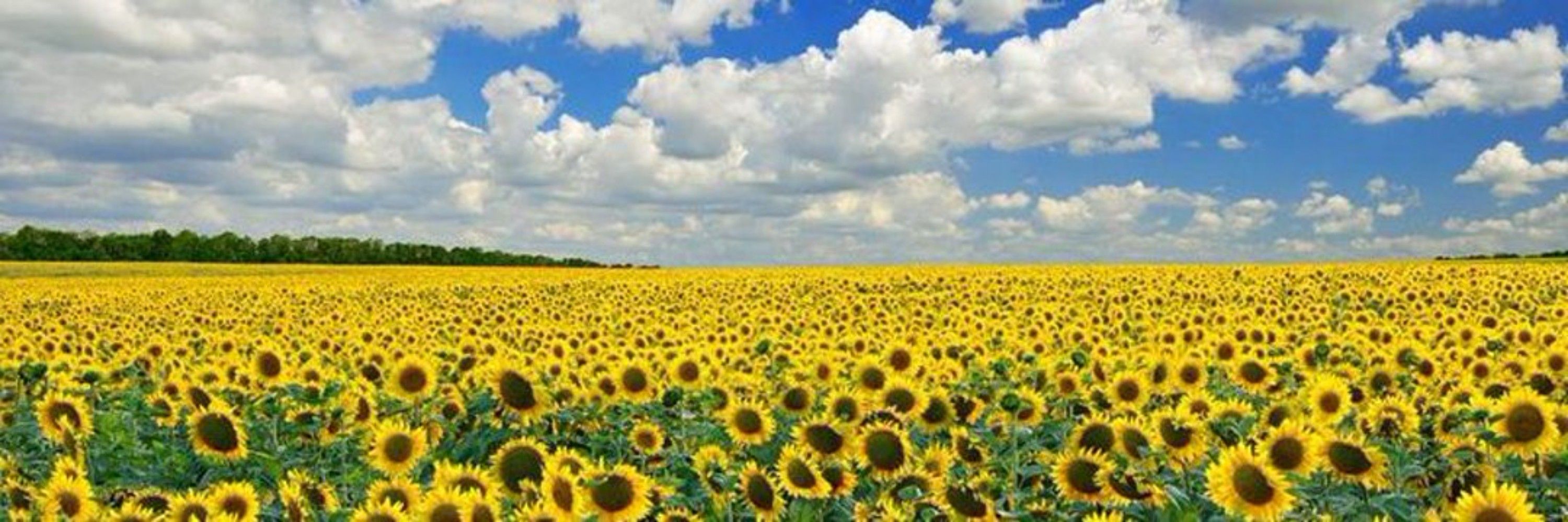 Марійка Вогник 